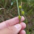 Image of Northeastern sedge