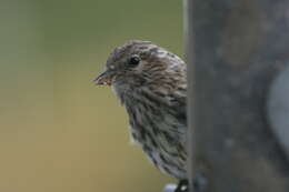 Image of Pine Siskin