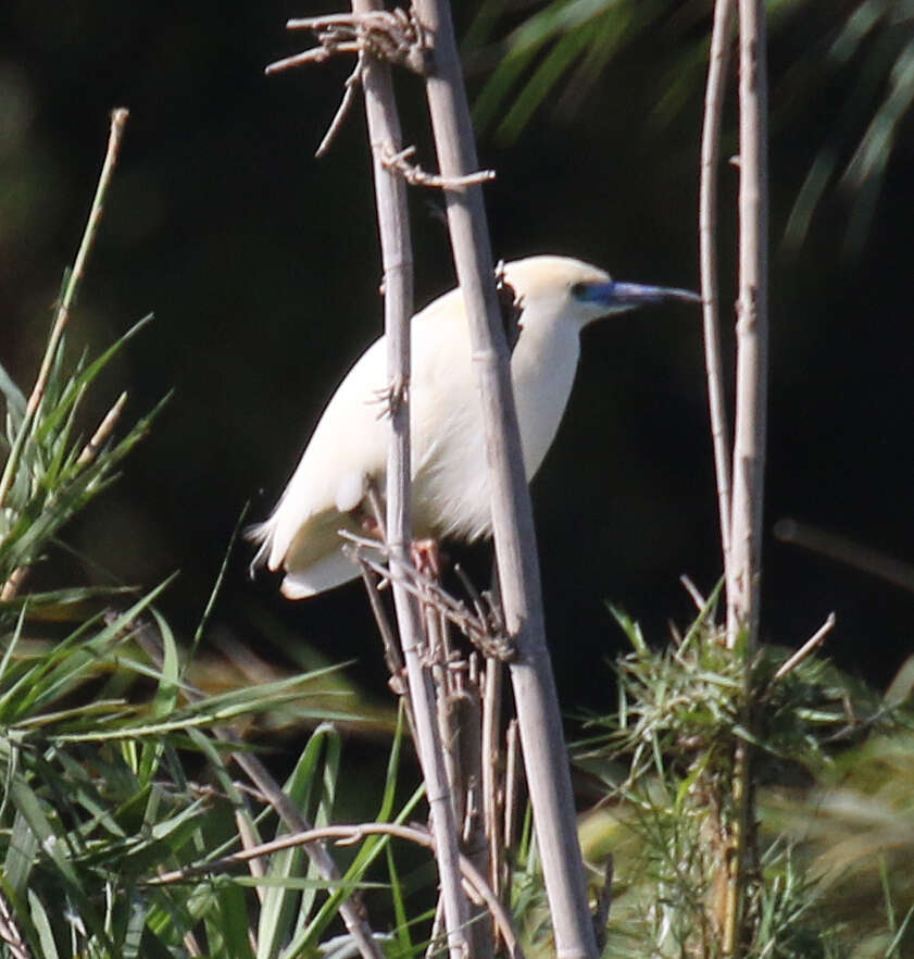 Imagem de Ardeola idae (Hartlaub 1860)