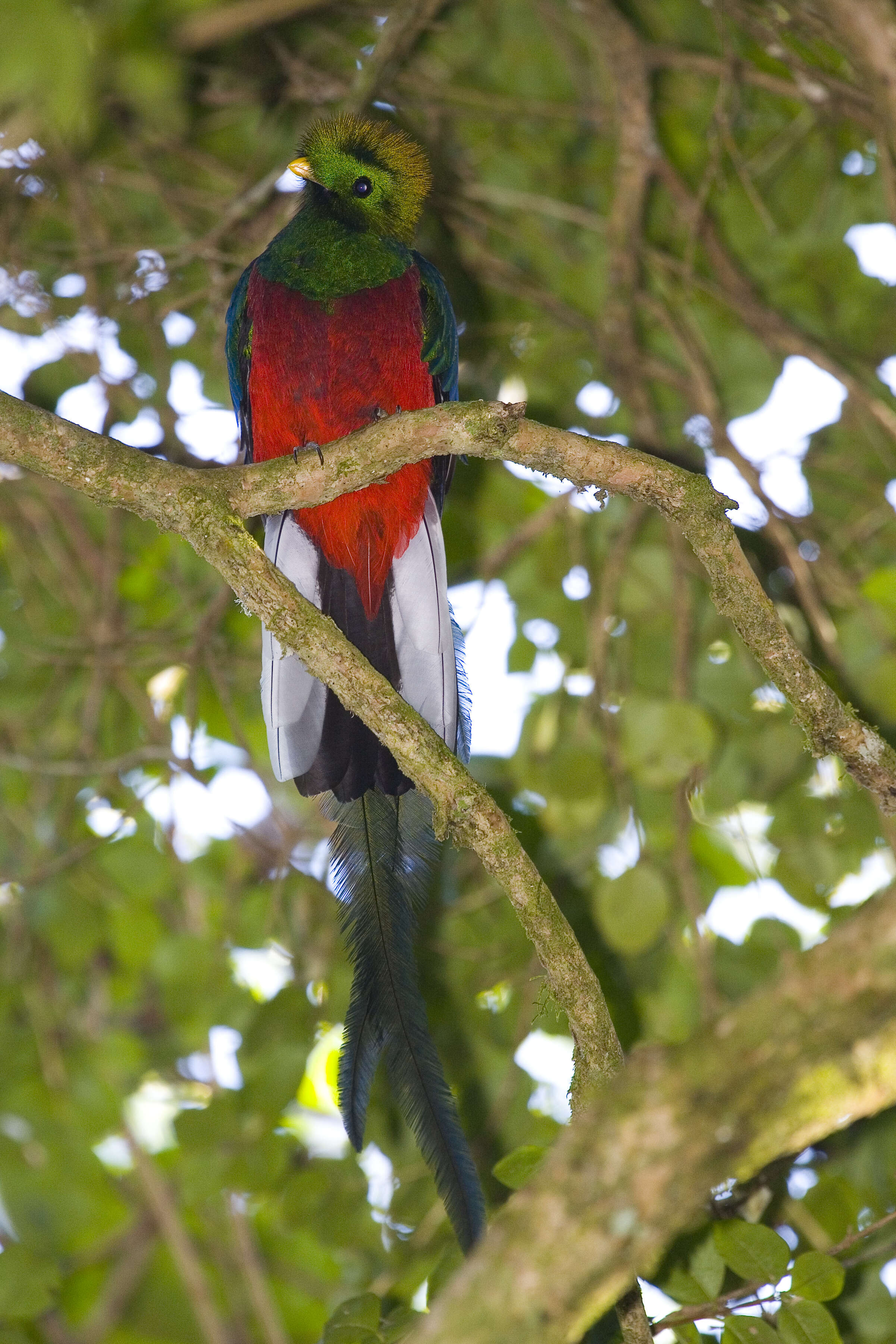 Image of Magnificent Quetzal