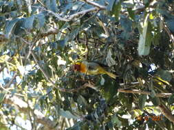 Image of Rufous-headed Tanager