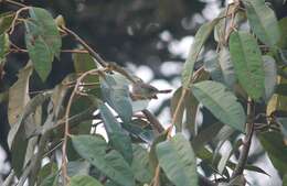 Image of Olive-backed Tailorbird