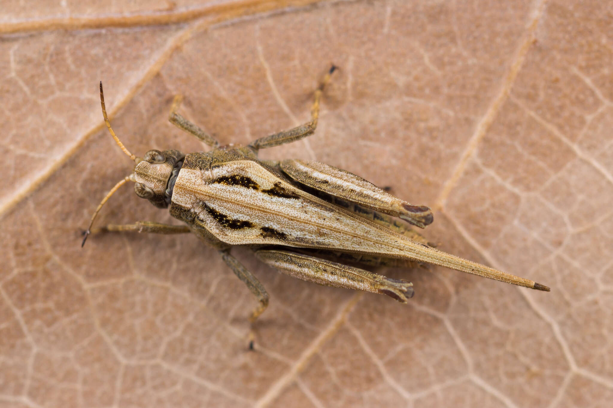 Imagem de Tetrix subulata (Linnaeus 1758)