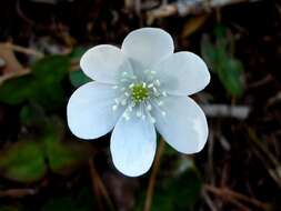 Plancia ëd Hepatica nobilis Schreb.