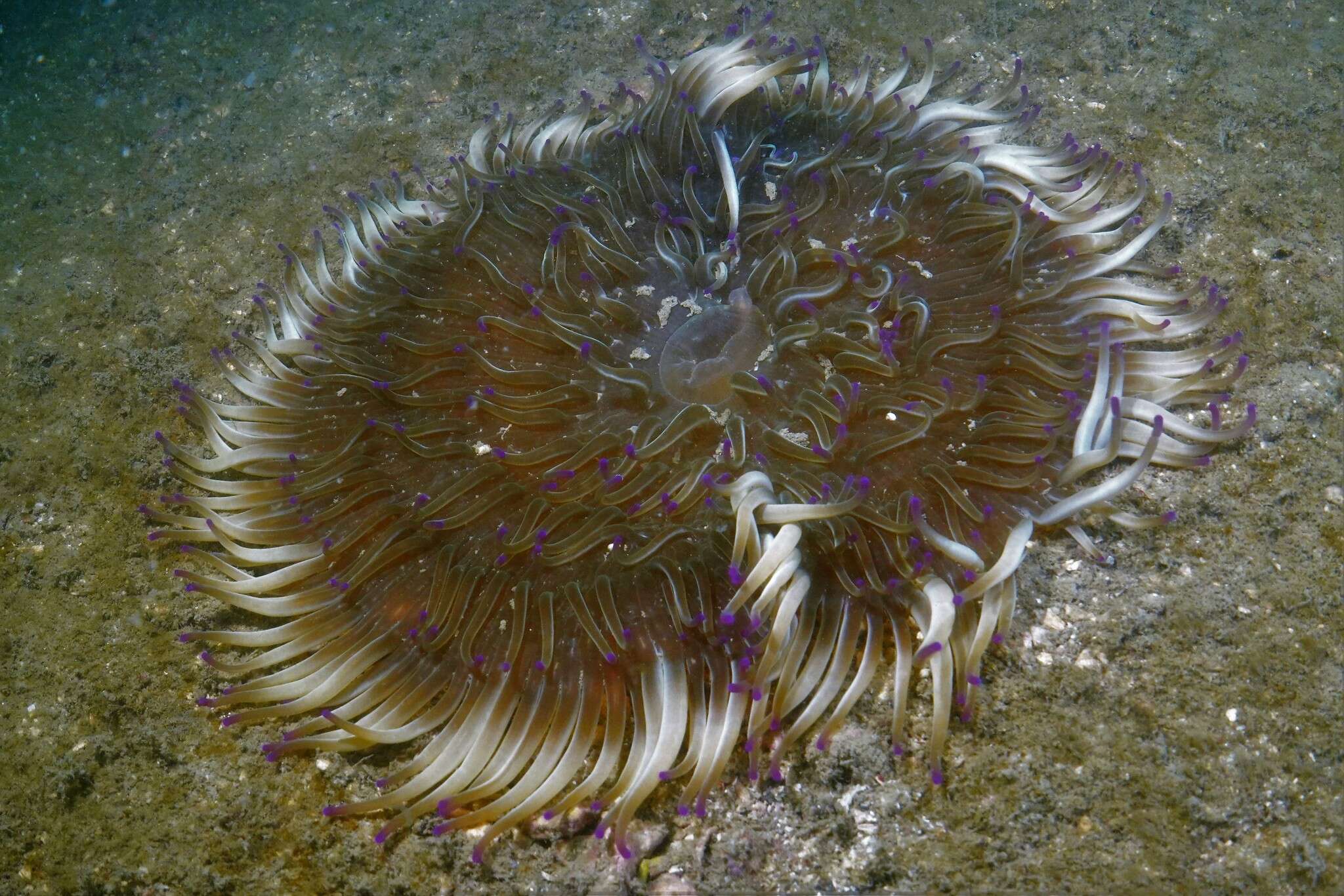 Image of Adhesive sea anemone