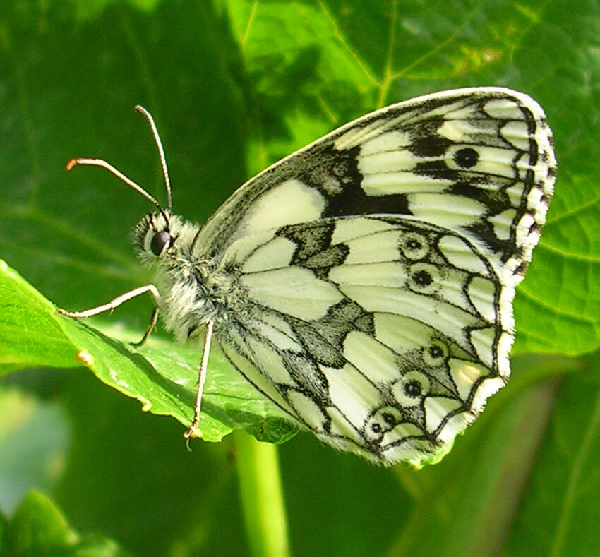 Image of marbled white