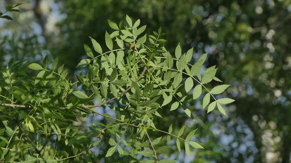 Слика од Fraxinus angustifolia subsp. oxycarpa (M. Bieb. ex Willd.) Franco & Rocha Afonso