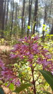 Sivun Fuchsia paniculata subsp. paniculata kuva