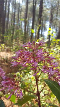 Image de Fuchsia paniculata subsp. paniculata