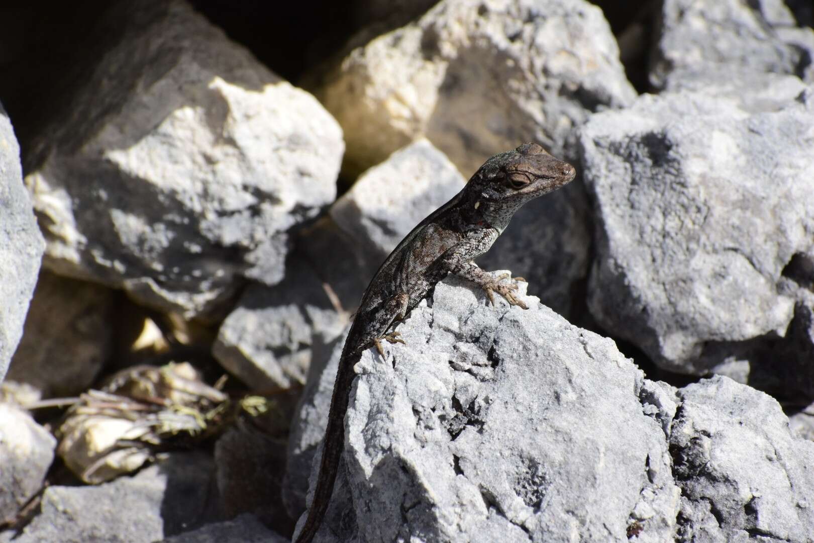 Imagem de Anolis armouri (Cochran 1934)