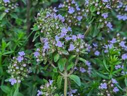 Image of Thymus nummularius M. Bieb.