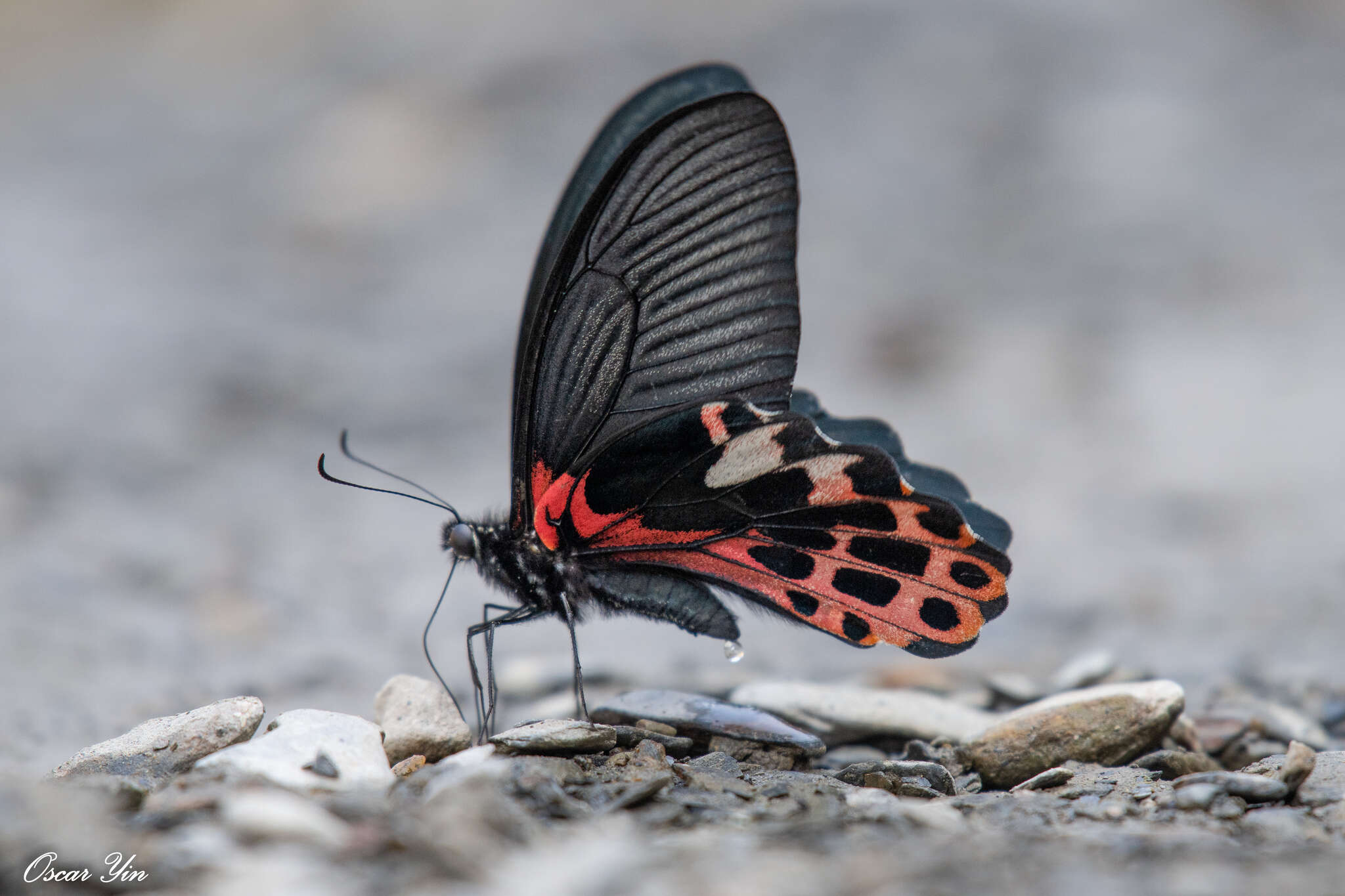 Image de Papilio thaiwanus Rothschild 1898