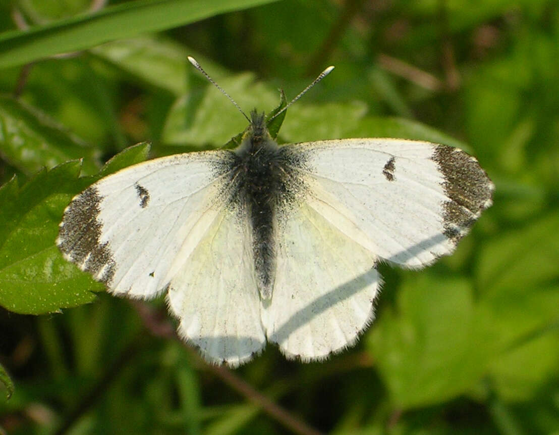 Image of orange tip