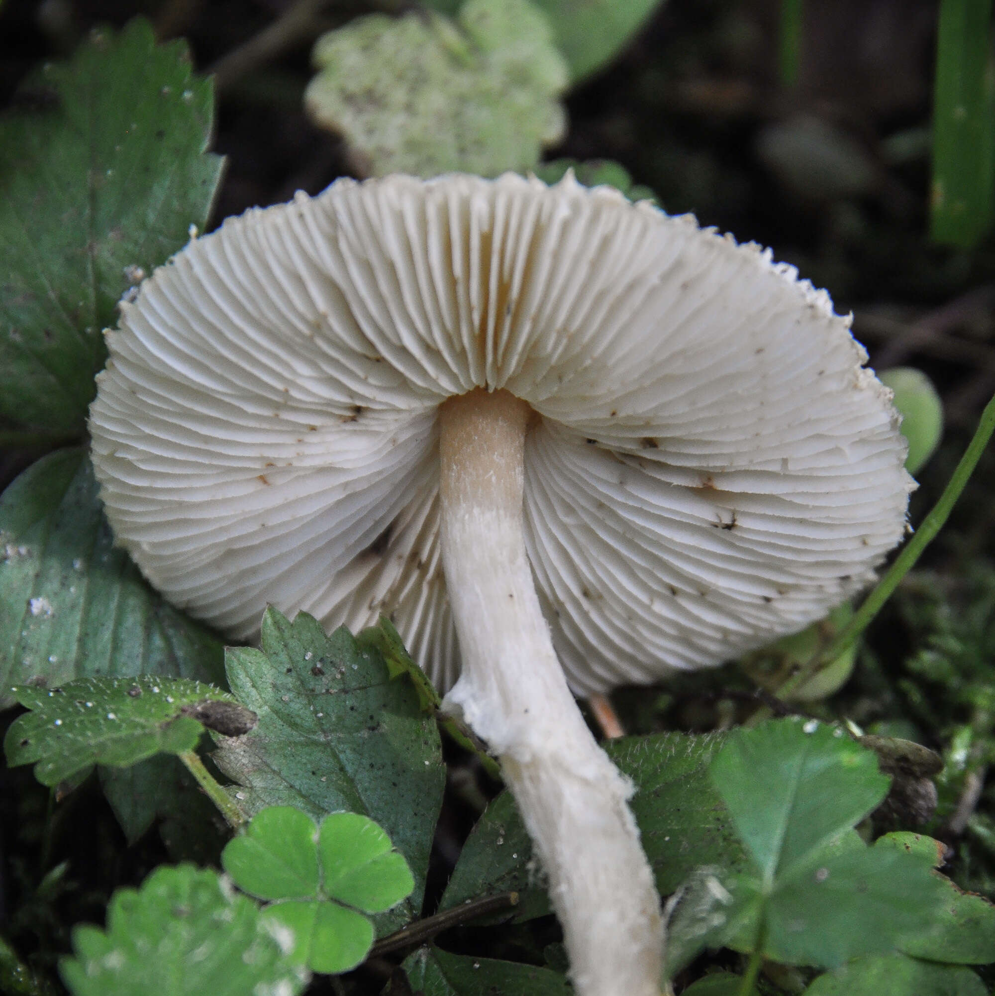 Image of Lepiota clypeolaria (Bull.) P. Kumm. 1871