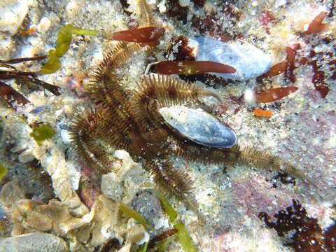 Image of Ophiopteridae O'Hara, Stöhr, Hugall, Thuy & Martynov 2018