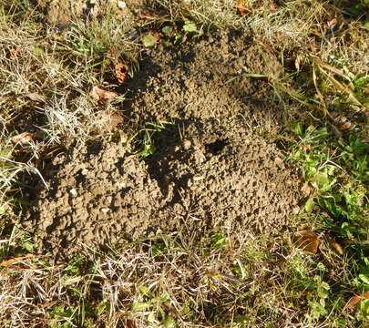 Image of Mediterranean Pine Vole