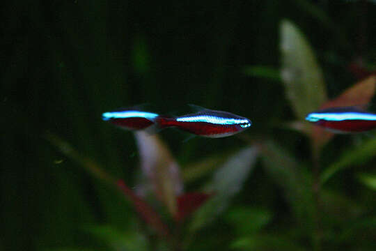 Image of cardinal tetra