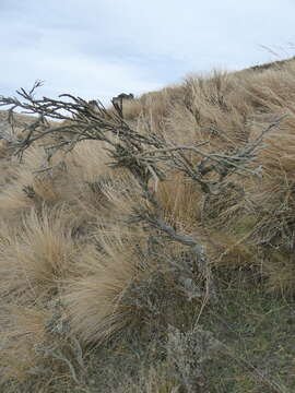 Image of Carmichaelia crassicaulis subsp. crassicaulis