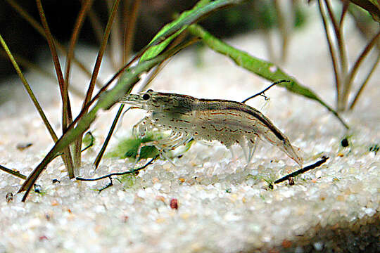 Image of Caridina multidentata