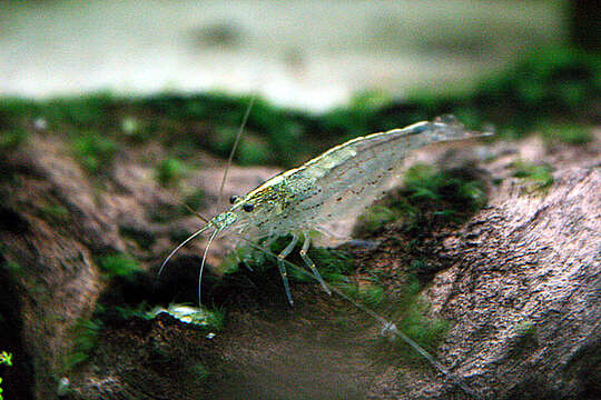 Image of Caridina multidentata