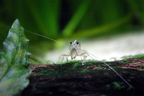 Image of Caridina multidentata