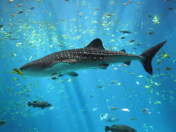 Image of whale sharks