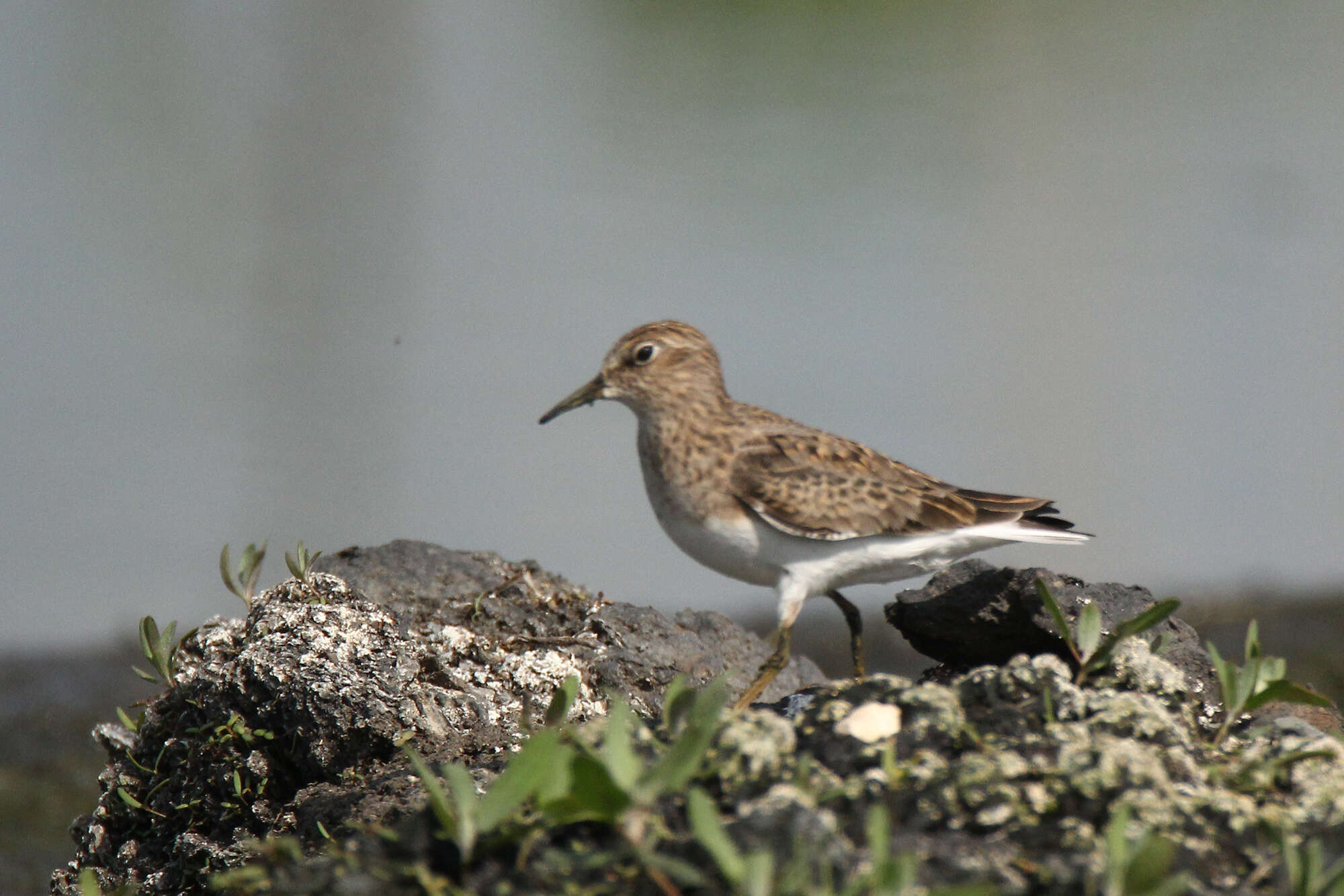 Image of Temminck's Stint