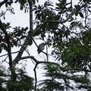 Image of Snowy Cotinga