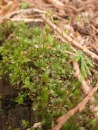 Image of largetooth calcareous moss