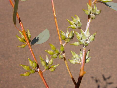 Image of Eucalyptus socialis subsp. eucentrica (L. A. S. Johnson & K. D. Hill) D. Nicolle