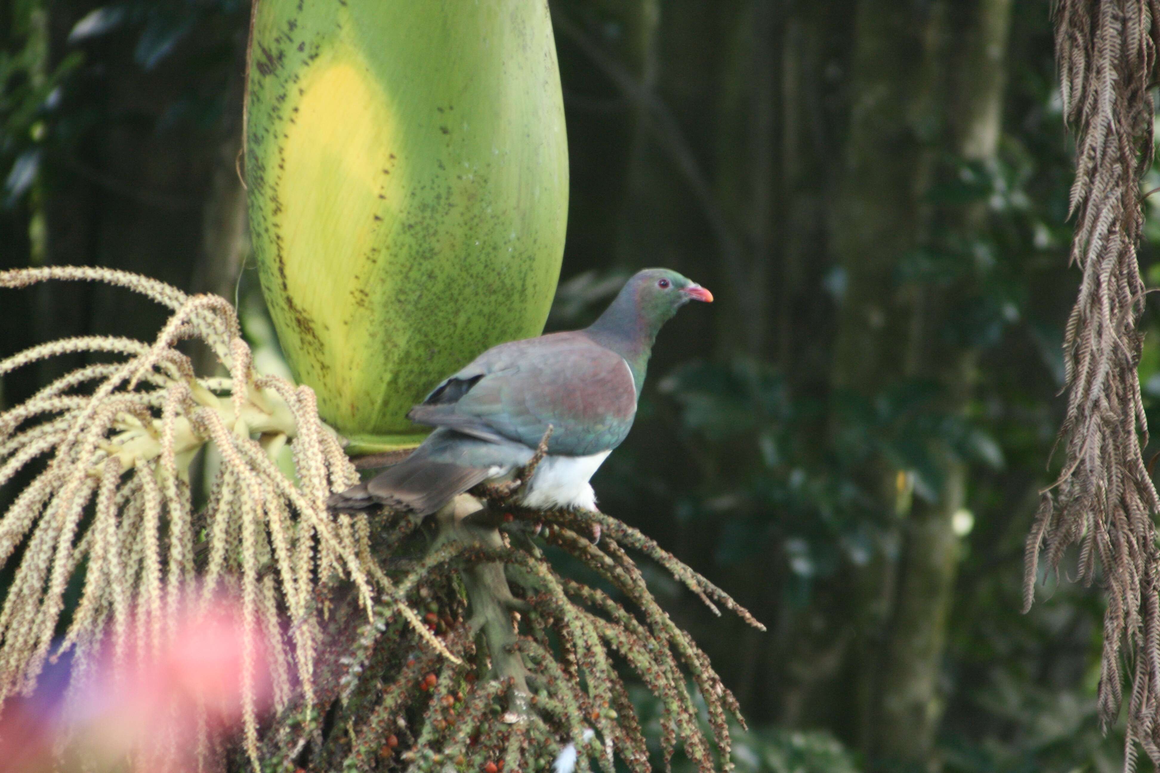 Image of Kererū