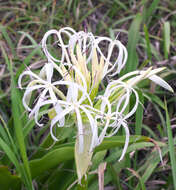 Image of Crinum asiaticum var. japonicum Baker