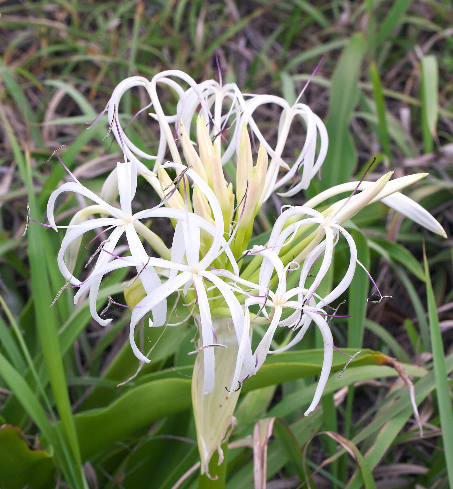 Image of Crinum asiaticum var. japonicum Baker