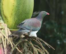 Image of Kererū