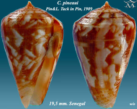 Image of Conus taslei