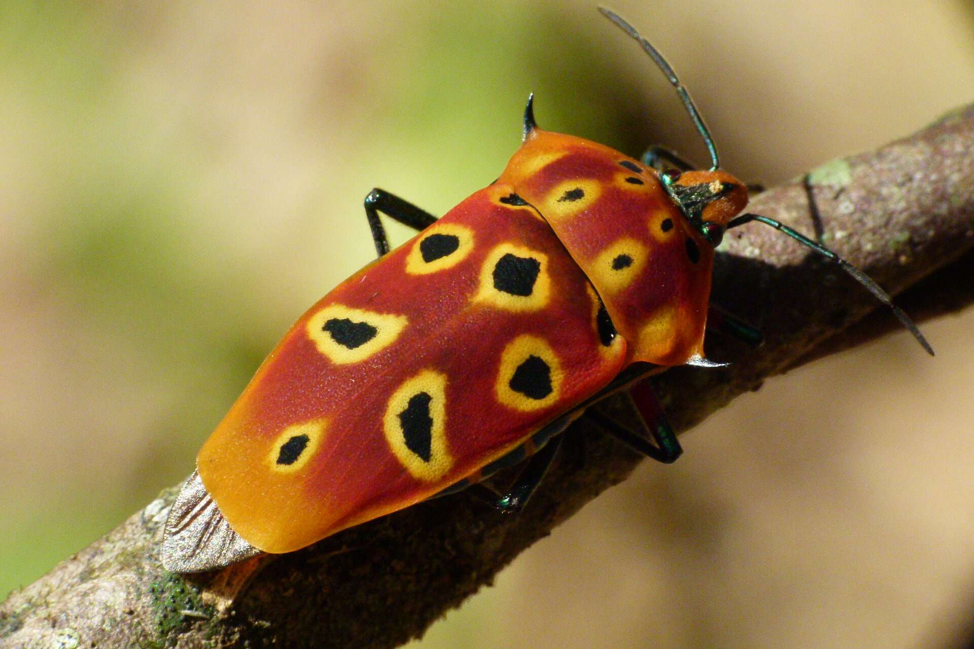 Image of Cantao ocellatus