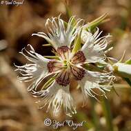 Image of Dianthus libanotis Labill.