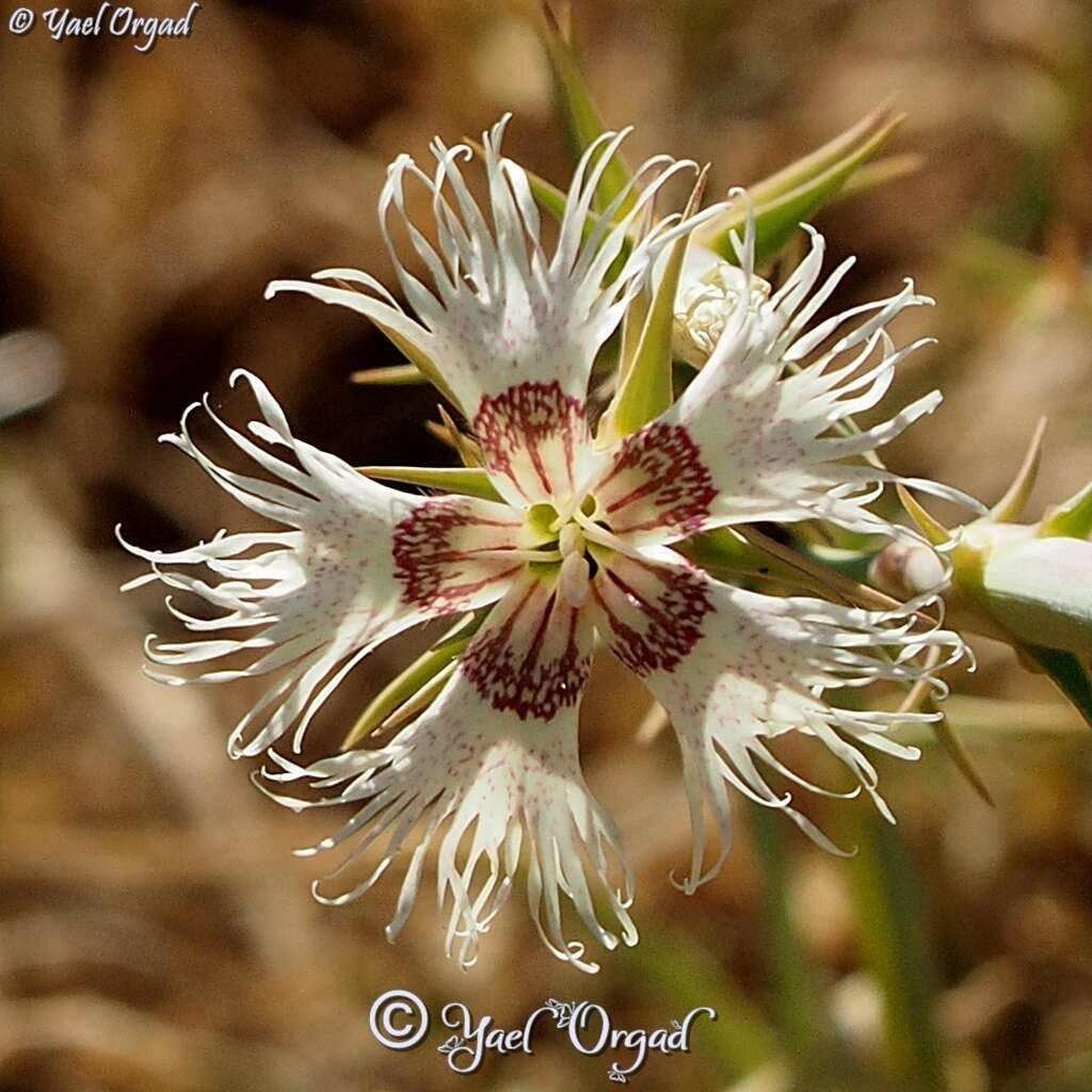 Слика од Dianthus libanotis Labill.