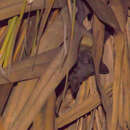 Image of Madagascan Fruit Bat