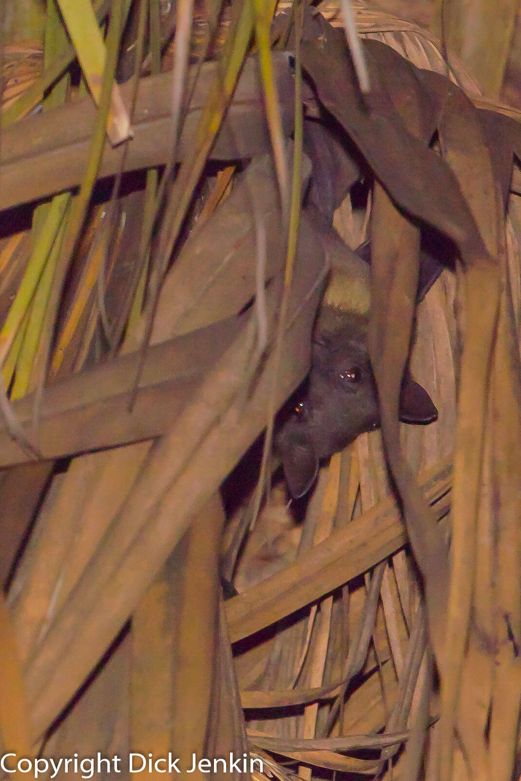 Image of Madagascan Fruit Bat