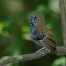 Image of Star-throated Antwren