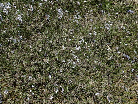 Image of cleft phlox