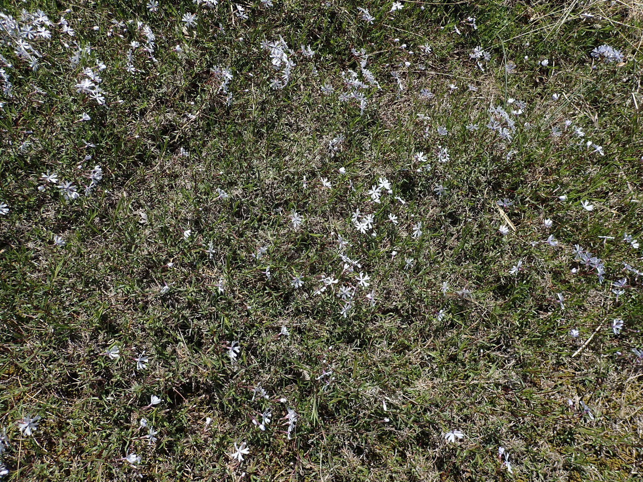 Image of cleft phlox