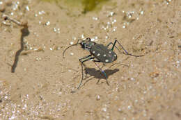 Image of Cicindela (Cicindelidia) ocellata Klug 1834