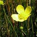 Image of fall buttercup