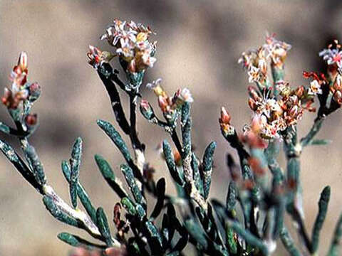 Imagem de Eriogonum pelinophilum Reveal