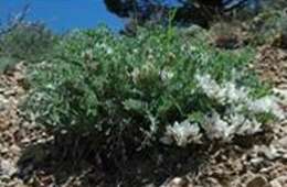 Imagem de Astragalus desereticus Barneby