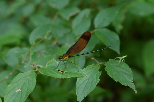 Image of Dark-winged Damselfly