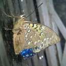 Image of Common Blue Charaxes