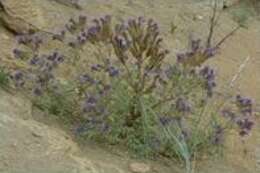 Phacelia formosula Osterh.的圖片